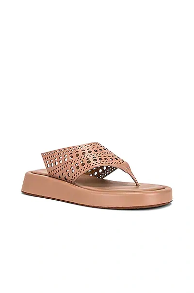 Shop Alaïa Vienne Thong Platform Sandals In Chair