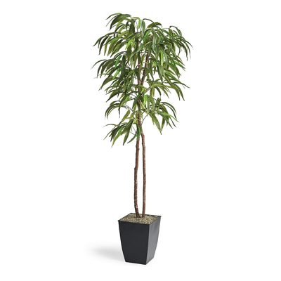 Shop Frontgate Weeping Ficus Tree In Square Planter