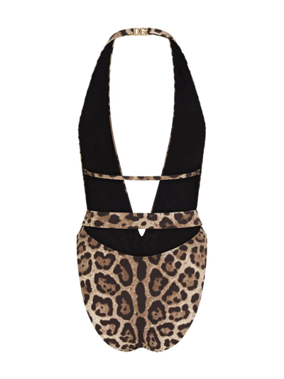 Dolce & Gabbana Leopard-print Belted One-piece Swimsuit In Brown