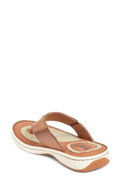 Shop Brn Corvo Flip Flop In Brown