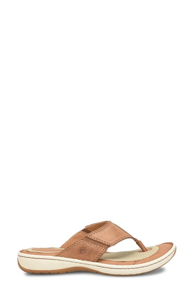 Brn Corvo Flip Flop In Brown