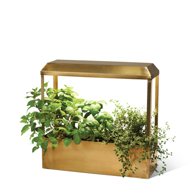 Shop Modern Sprout Smart Growhouse In Brass