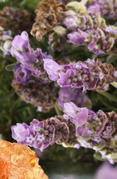 Jo Malone London Amber & Lavender Cologne, 1 oz