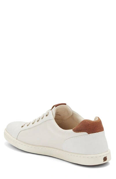 Brn Born Ashram Ii Lace-up Sneaker In White/ Dk Brown Sea Salt/ Rust