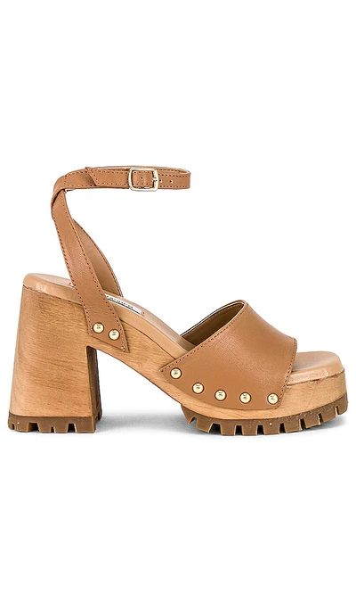 Shop Steve Madden Ocala Sandal In Tan