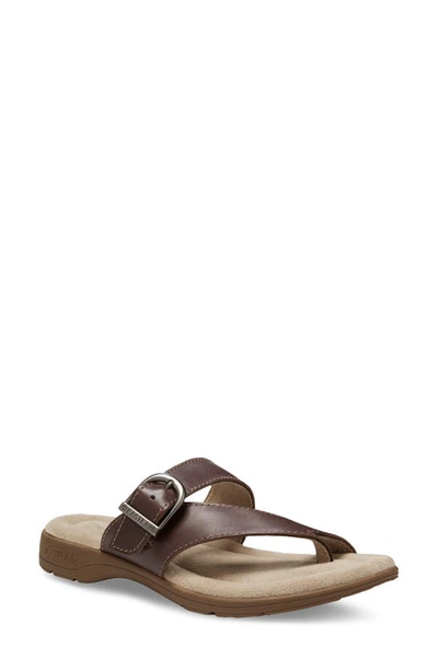 Eastland Tahiti Ii Buckled Sandal In Brown