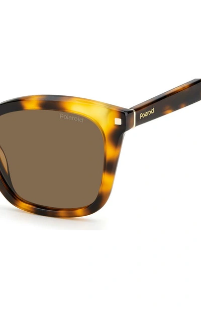 Shop Polaroid 51mm Polarized Rectangular Sunglasses In Havana / Copper Polarize