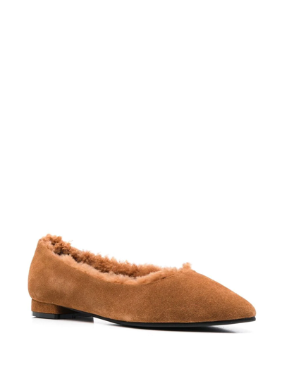 Shop Age Of Innocence Anais Pointed Ballerina Shoes In Brown