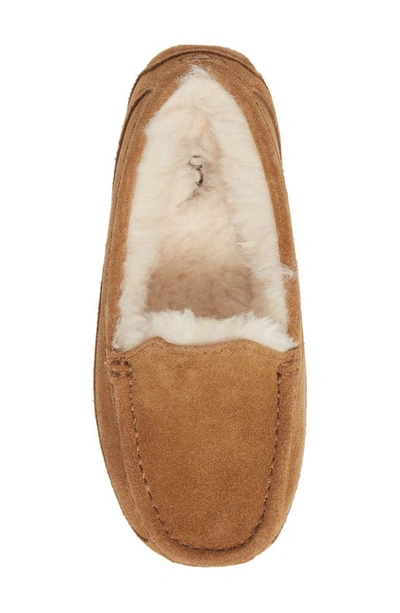 Shop Ugg (r) Ascot Slipper In Chestnut Suede