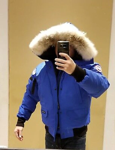 Pre-owned Canada Goose Brand Limited Edition Blue Label Pbi Chilliwack  Medium Parka In Royal Blue (polar Bear Limited Edition) Pbi | ModeSens