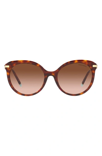 Shop Tiffany & Co 55mm Gradient Cat Eye Sunglasses In Havana/ Brown Gradient