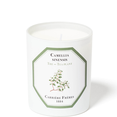 Shop Carriere Freres Carrière Frères Scented Candle Tea Plant - Camellia Sinensis - 185 G