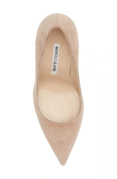 Manolo Blahnik Bb Pointed Toe Pump In Nude Suede