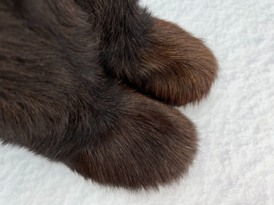 Pre-owned Litvin Brown Goat Fur Boots For Men, Winter Snow Boots, Mukluks, Mongolian Boots