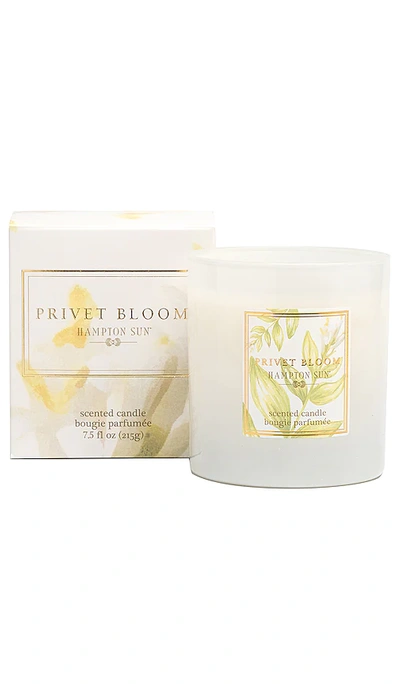 Shop Hampton Sun Privet Bloom Candle In N,a