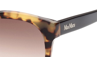 Shop Max Mara 56mm Butterfly Sunglasses In Havana/ Other / Gradient Brown