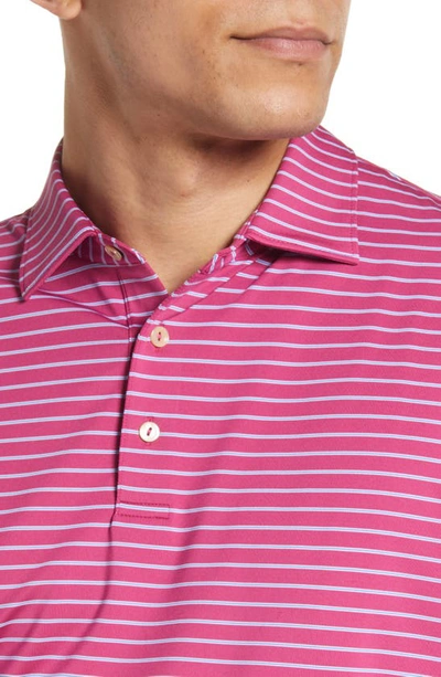 Shop Peter Millar Drum Stripe Performance Polo In Raspberry Sorbet