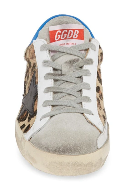 Shop Golden Goose Superstar Genuine Calf Hair Sneaker In Leopard