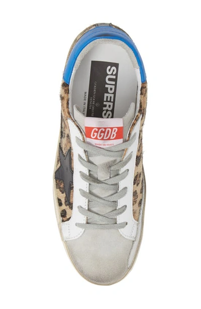 Shop Golden Goose Superstar Genuine Calf Hair Sneaker In Leopard