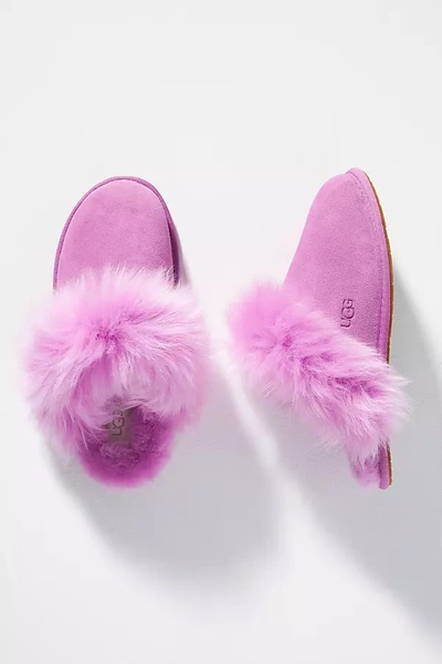 Shop Ugg Scuff Sis Slippers In Purple