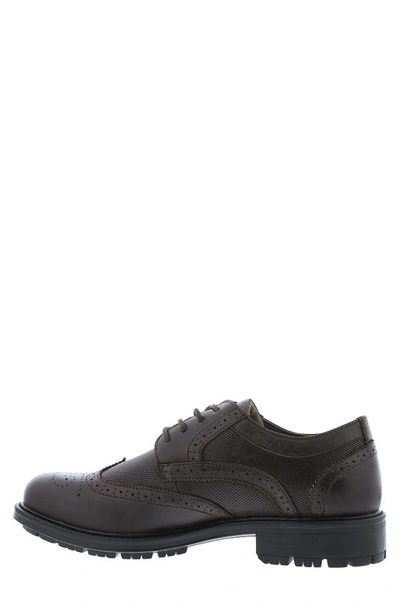 Shop English Laundry Fame Brogue Leather Derby In Brown