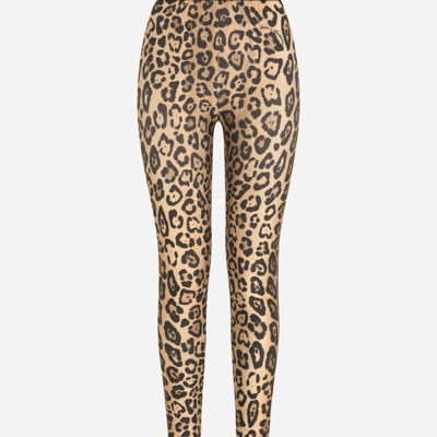 Shop Dolce & Gabbana Leopard-print Spandex/jersey Leggings In Multicolor