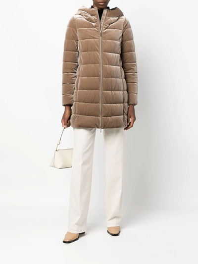 Geox Velvet-effect Padded Jacket In 褐色