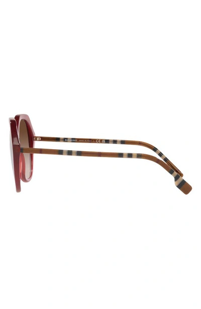 Shop Burberry 55mm Round Sunglasses In Bordeaux