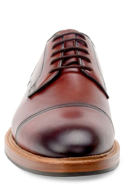 Warfield & Grand Strauss Derby In Chestnut