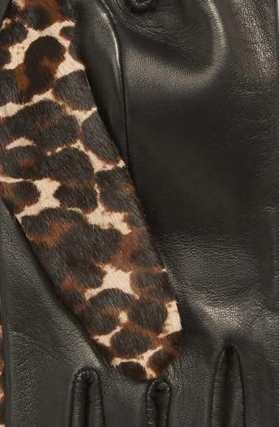 Shop Agnelle Leopard Print Genuine Calf Hair & Lambskin Leather Gloves In Black Tactile/ Panthere