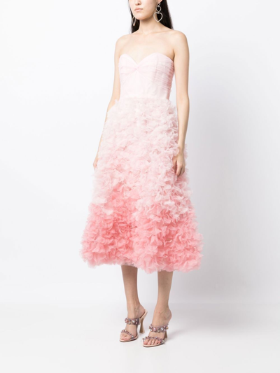 Shop Marchesa Notte Ombré-effect Bandeau Midi Dress In Rosa