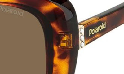 Shop Polaroid 53mm Polarized Cat Eye Sunglasses In Havana/ Bronze Polar
