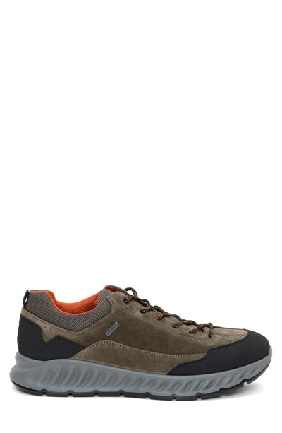 Ara Petro Waterproof Sneaker In Olive