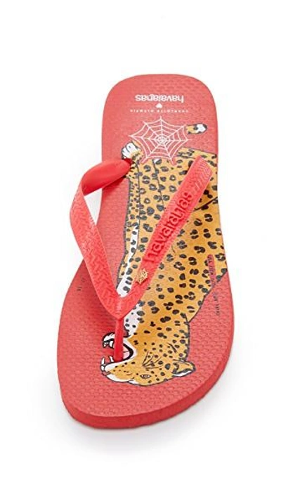 Shop Charlotte Olympia Bruce Havaianas Flip Flops In Red