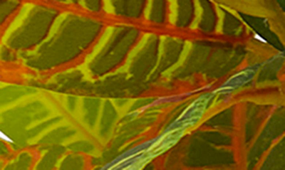 Ginger Birch Studio Green Faux Foliage Crotons Artificial Plant With Floral Patterned Pot In White