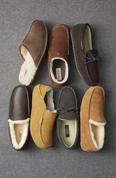 Shop Ugg Scuff Slipper In Chestnut Suede