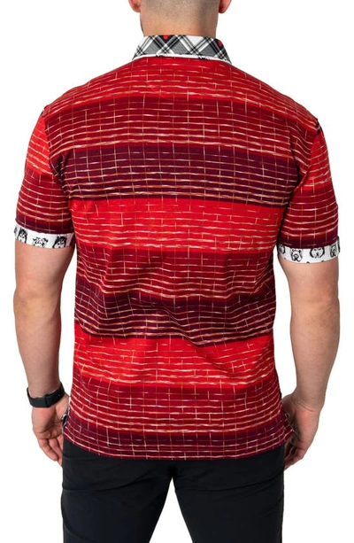 Shop Maceoo Mozartundecided Stripe Cotton Polo In Red