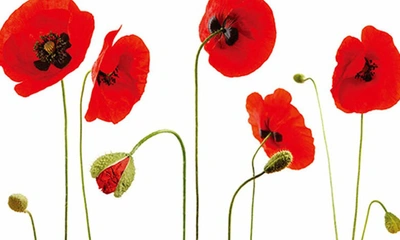 Walplus Red Poppy Flower 2-piece Wall Decals In Black/ Red/ Green