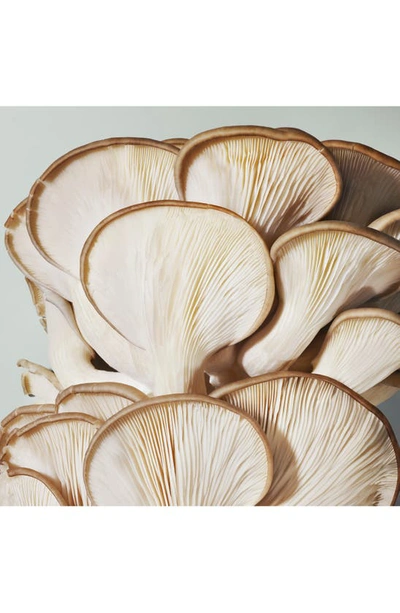 Shop Origins Mega-mushroom Relief & Resilience Soothing Treatment Lotion, 3.4 oz