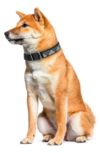 Shop Jabulani Beaded Leather Dog Collar In Silver Celestial