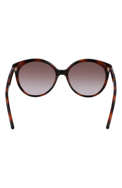 Ferragamo 58mm Tea Cup Full Rim Sunglasses In Tortoise