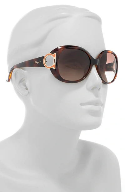 Shop Ferragamo 57mm Oversized Sunglasses In Dark Tortoise