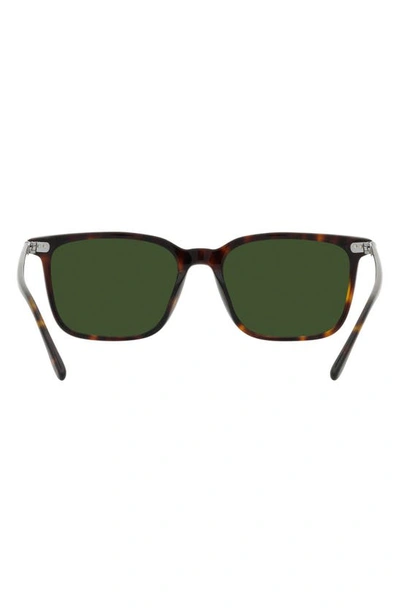 Polo Ralph Lauren 56mm Square Sunglasses In Shiny Havana