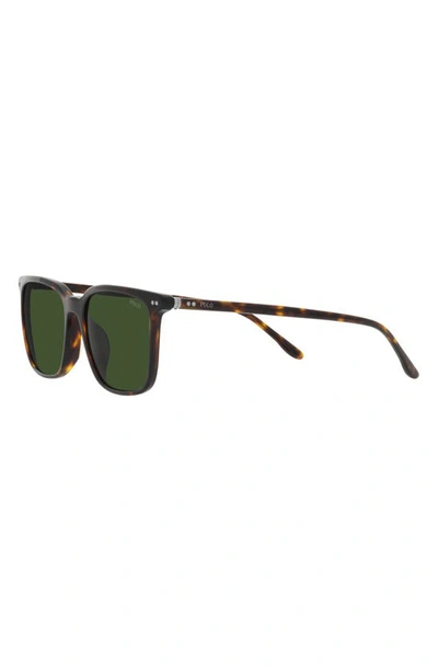 Polo Ralph Lauren 56mm Square Sunglasses In Shiny Havana