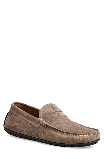 Shop Bruno Magli Xane Driving Penny Loafer In Taupe Suede