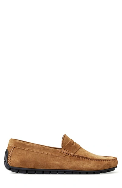 Shop Bruno Magli Xane Driving Penny Loafer In Cognac Suede