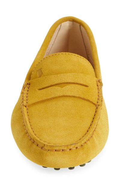 Tod's Gommini Driving Loafer In Altraversione
