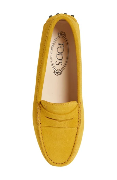 Tod's Gommini Driving Loafer In Altraversione