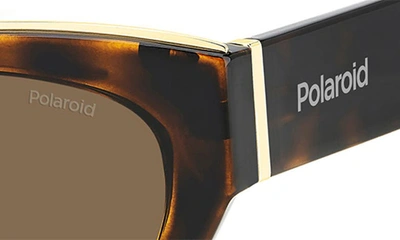 Shop Polaroid 50mm Polarized Cat Eye Sunglasses In Havana/ Bronze Polarized