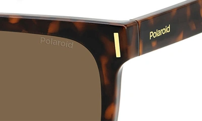 Polaroid 54mm Polarized Rectangular Sunglasses In Havana/ Bronze Polar